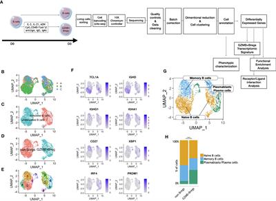 Human granzyme B regulatory B cells prevent effector CD4+CD25- T cell proliferation through a mechanism dependent from lymphotoxin alpha